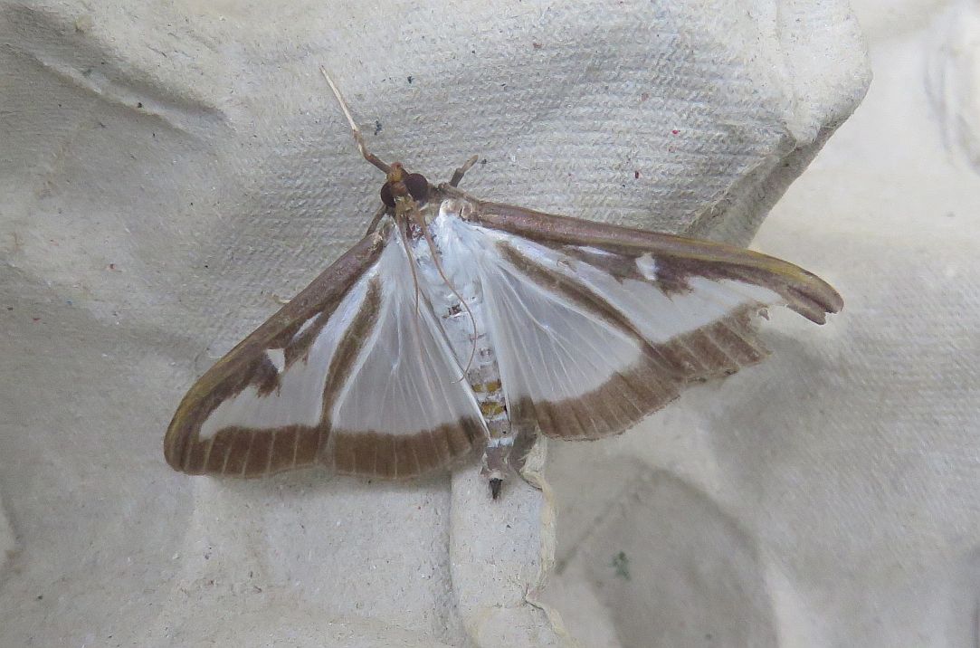   Box-tree moth  